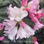 Rhododendron 'Teddy Bear'