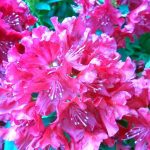 Rhododendron 'Trocadero'