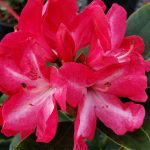 Rhododendron 'Vincent Van Gogh'