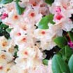 Rhododendron 'Virginia Richards'