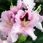 Rhododendron 'Vivacious'