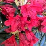 Rhododendron 'Vulcan'