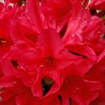 Rhododendron 'Vulcan's Flame'