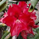 Rhododendron 'War Dance'