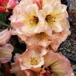Rhododendron 'Wind River'