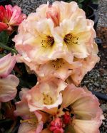 Rhododendron 'Wind River' | Urban Tree Farm Nursery