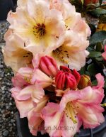 Rhododendron 'Wind River' - Image 2