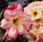 Rhododendron 'Wind River' - Image 3