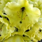 Rhododendron 'Windsong'