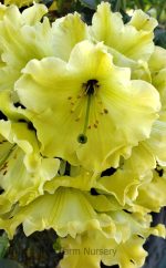 Rhododendron 'Windsong'