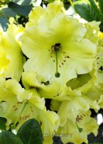 Rhododendron 'Windsong' - Image 2