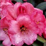 Rhododendron 'Wine & Roses'