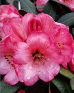 Rhododendron 'Wine & Roses'