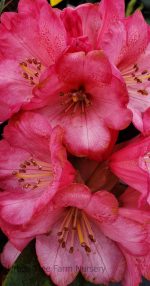 Rhododendron 'Wine & Roses' - Image 2