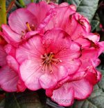Rhododendron 'Wine & Roses' - Image 3