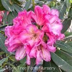 Rhododendron 'Wissahickon'