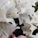 Rhododendron 'Yaku Princess'