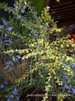 Ribes aureum 'Gracillimum'