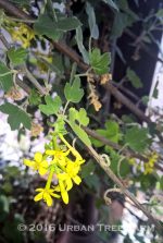 Ribes aureum 'Gracillimum' - Image 2