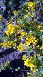 Ribes aureum 'Gracillimum' - Image 3