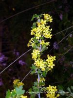 Ribes aureum 'Gracillimum' - Image 4