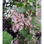 Ribes sanguineum 'King Edward VII' STD