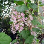 Ribes sanguineum 'King Edward VII'