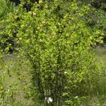 Ribes sanguineum glutinosum