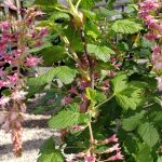 Ribes sanguineum glutinosum 'Spring Showers'