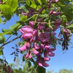 Robinia ambigua 'Purple Robe'