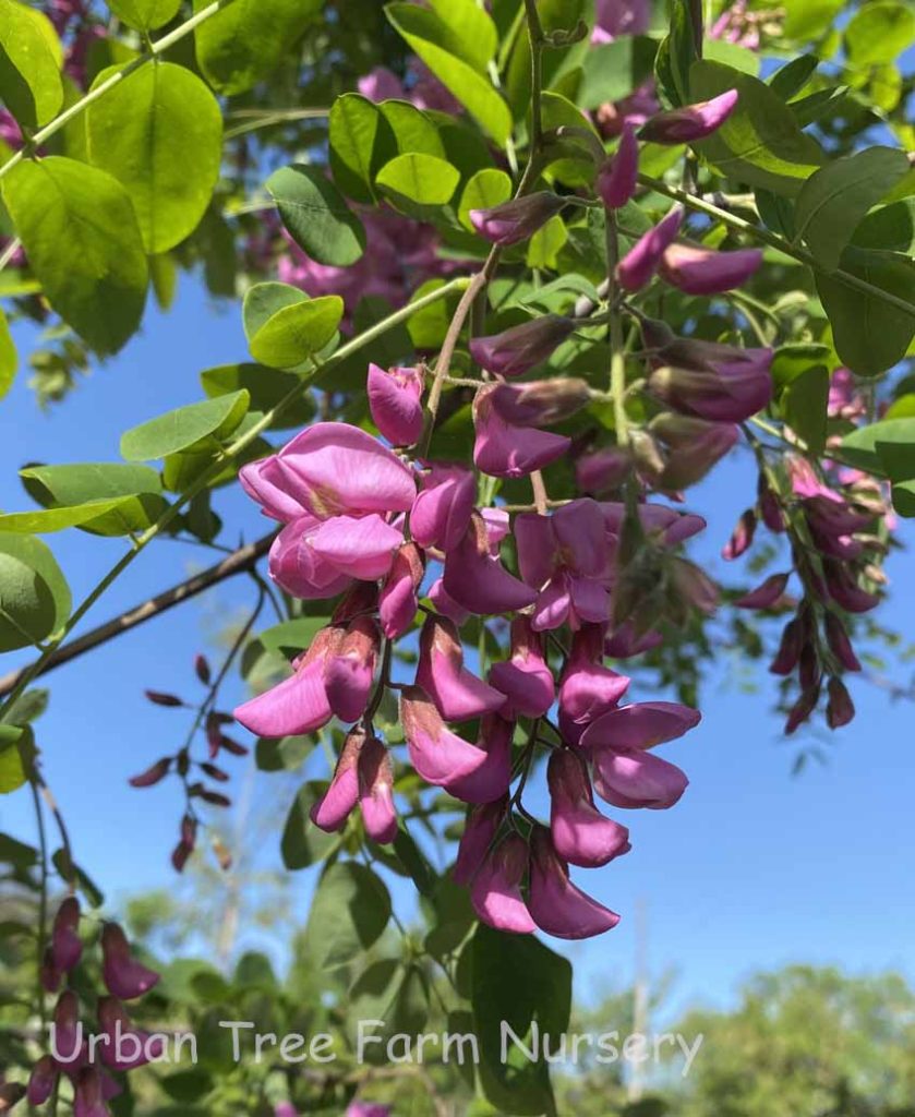 Robinia ambigua 'Purple Robe' Urban Tree Farm Nursery