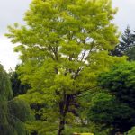 Robinia pseudoacacia 'Frisia'