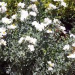 Romneya coulteri