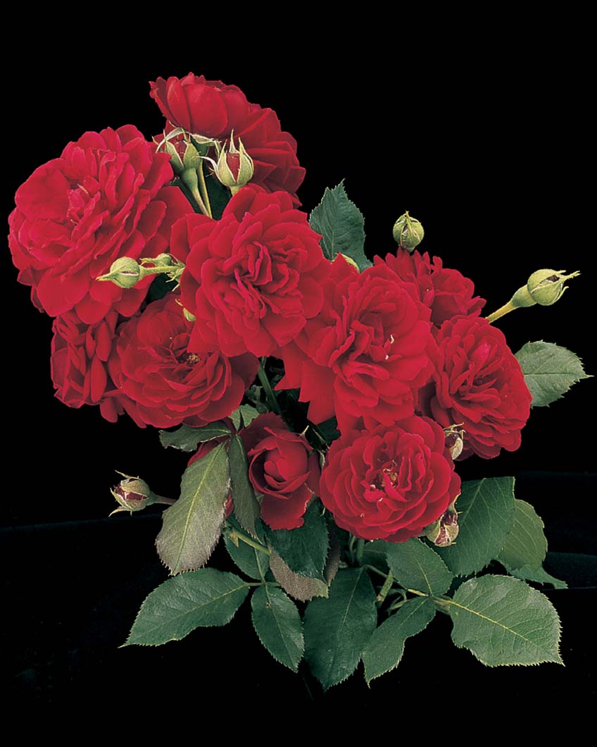 Rosa-All-Ablaze-CL Rosa 'All Ablaze' CL - Image 1
