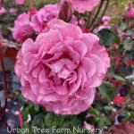 Rosa 'Angel Face' STD