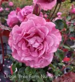 Rosa 'Angel Face' STD