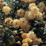 Rosa 'Autumn Sunset' CL