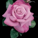 Rosa 'Barbra Streisand' STD
