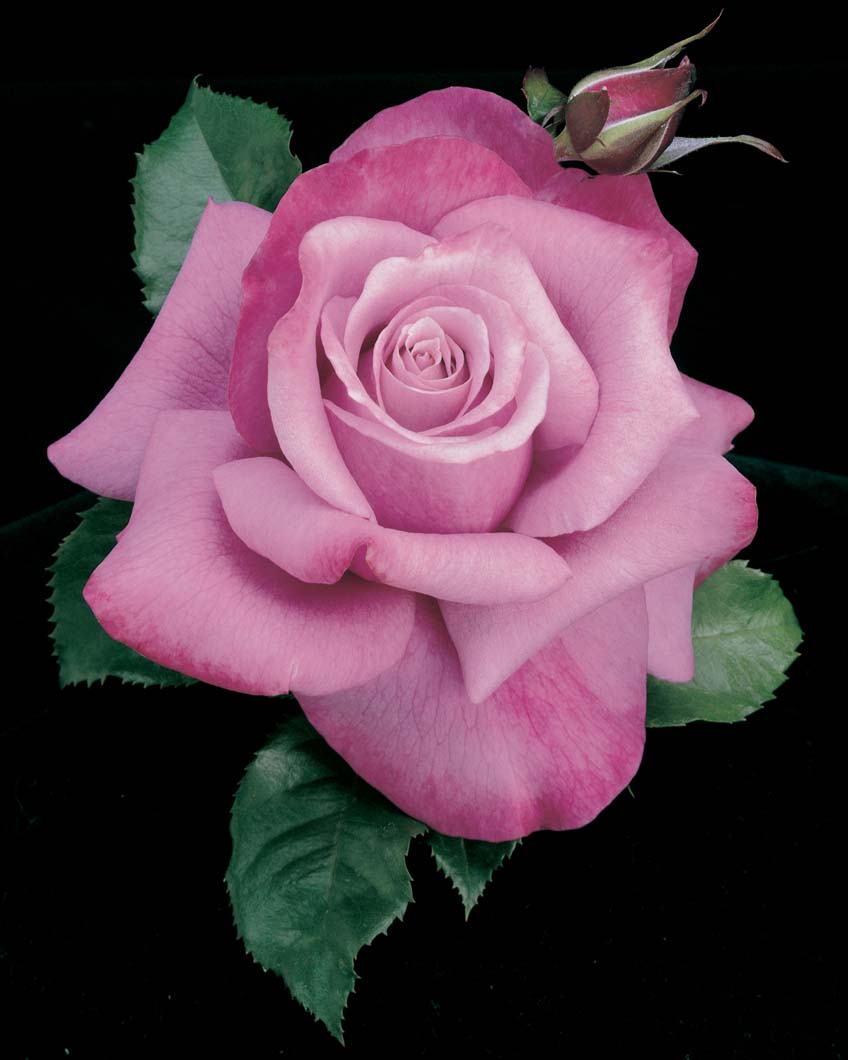 Rosa-Barbra-Streisand Rosa 'Barbra Streisand' - Image 1