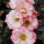 Rosa 'Betty Boop' STD