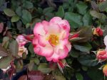 Rosa 'Betty Boop' STD - Image 2
