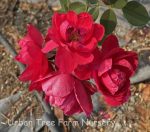 Rosa 'Blaze' CL - Image 2