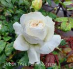 Rosa 'Bolero' STD - Image 2