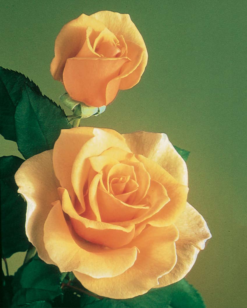 Rosa-Brandy Rosa 'Brandy' - Image 1