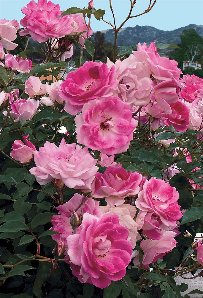 Rosa-Brilliant-Pink-Iceberg-STD Rosa 'Brilliant Pink Iceberg' STD - Image 1