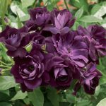 Rosa 'Burgundy Iceberg'