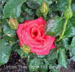 Rosa 'Burst of Joy' - Image 2