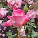Rosa 'California Dreamin' - Image 2