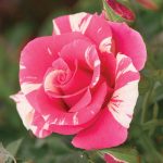 Rosa 'Candy Land' CL