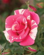 Rosa 'Candy Land' CL